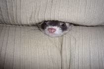 Chết cười xem thú cưng mắc kẹt cứng ngắc vì sofa 