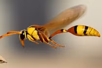 Khám phá rợn người về côn trùng bạn chưa từng nghe 