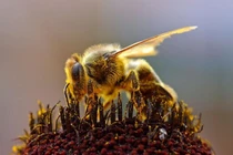 Sự thật gây sửng sốt về cảm giác hạnh phúc của loài ong
