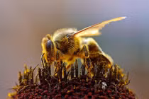 Sự thật gây sửng sốt về cảm giác hạnh phúc của loài ong