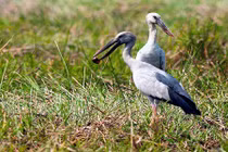 Điều ít người biết về loài cò nhạn quý hiếm của VN