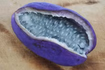 Kỳ thú loại nho tím quả cực "khủng", lại có thể xào nấu