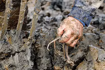 Kinh ngạc với nghề đào giun kiếm sống