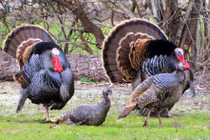 Những khám phá thú vị về gà tây