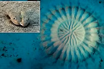 Tròn mắt trước công trình kiến trúc "độc nhất vô nhị" của động vật