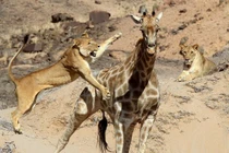 Nín thở xem sư tử đánh đu trên cổ hươu cao cổ 