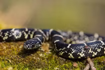 Huyền bí vẻ đẹp loài rắn được nhiều người nuôi làm cảnh 