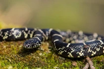 Huyền bí vẻ đẹp loài rắn được nhiều người nuôi làm cảnh 