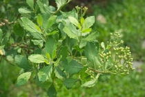 Khám phá về cây cúc tần gây kinh ngạc