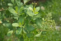 Khám phá về cây cúc tần gây kinh ngạc