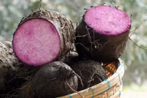 Khám phá bất ngờ về khoai vạc gắn liền với dân Đông Nam Bộ