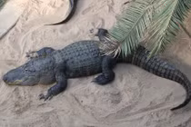 Soi cá sấu “quái thú” giết chết người nhiều nhất