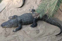 Soi cá sấu “quái thú” giết chết người nhiều nhất