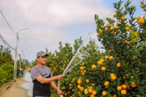 Quất cảnh miền Trung được mùa bội thu, thương lái “ôm” hết hàng