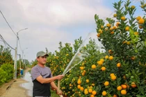 Quất cảnh miền Trung được mùa bội thu, thương lái “ôm” hết hàng