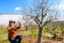 Đưa hoa đào Nhật Tân nở rộ trên mảnh đất Tây Nguyên