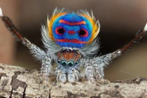 8 loài nhện có khả năng kỳ lạ nhất thế giới