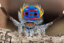 8 loài nhện có khả năng kỳ lạ nhất thế giới