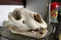 Tận mắt buổi ‘hành quyết’ chúa sơn lâm ở lò nấu cao hổ vùng Tây Bắc