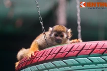 Ngắm loài khỉ nhỏ tẹo, khỉ cái có... “của quý” ở Sài Gòn
