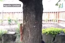 Video: Choáng với khả năng né nhanh như điện của sóc khi bị truy đuổi 