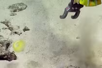 Phát hiện sinh vật ngoài hành tinh ẩn náu dưới Vịnh Mexico?