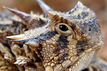 Thú chơi “quỷ satan” gớm ghiếc, bạc triệu ở Việt Nam 