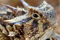 Thú chơi “quỷ satan” gớm ghiếc, bạc triệu ở Việt Nam 