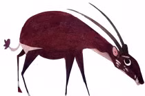 Ảnh độc về động vật quý hiếm Việt Nam