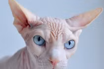 Mèo “không lông” giá 3.000 USD... hút hồn dân chơi Việt