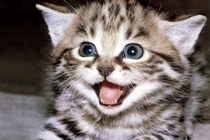 Người mẫu ngực khủng ngượng chín mặt vì bị mèo cưng tung ảnh nóng