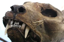 Rùng rợn xác ướp nghìn tuổi của động vật 