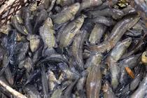 Miền Tây mùa lũ rút: Theo cá ra sông, mỗi ngày kiếm vài chục ký 