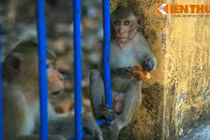 Độc đáo khu rừng nguyên sinh đầy khỉ giữa phố thị VN