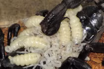 Sởn gai ốc nhìn bọ cạp Việt Nam đẻ con lúc nhúc, trắng phớ