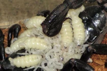 Sởn gai ốc nhìn bọ cạp Việt Nam đẻ con lúc nhúc, trắng phớ