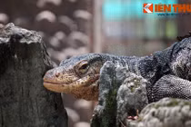 Cận cảnh bộ sưu tập bò sát khủng nhất Việt Nam