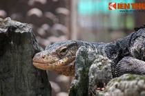 Cận cảnh bộ sưu tập bò sát khủng nhất Việt Nam