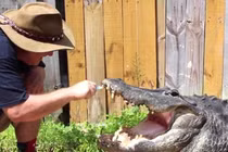 Phát hoảng cảnh đánh răng cho cá sấu ăn thịt người