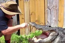 Phát hoảng cảnh đánh răng cho cá sấu ăn thịt người