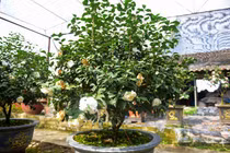 Trà cổ giá trăm triệu, đại gia ráo riết săn lùng chơi Tết