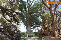 Điểm danh những cây xoài cổ thụ độc đáo khắp VN