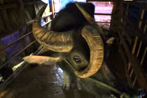 Tận mục bộ sưu tập “quái vật” sống có 1-0-2 ở VN