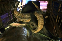 Tận mục bộ sưu tập “quái vật” sống có 1-0-2 ở VN