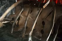 Lăng mộ lạ và bộ xương khủng ở mũi Cà Mau