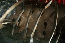 Lăng mộ lạ và bộ xương khủng ở mũi Cà Mau