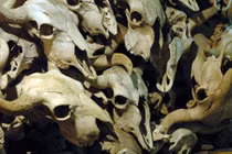 Khám phá hẻm vực bẫy trâu của người tiền sử Bắc Mỹ