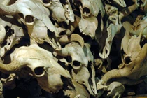 Khám phá hẻm vực bẫy trâu của người tiền sử Bắc Mỹ