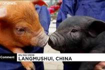 Video: Lễ hội đua lợn mừng năm mới