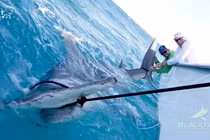 Cá mập to kỷ lục cướp mồi ngư dân, kéo thuyền 10 tấn